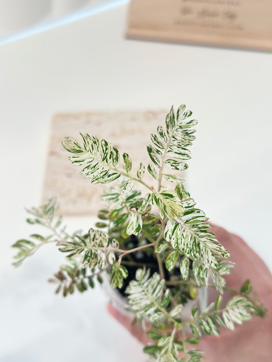 Phyllanthus Urinaria variegated - pink (A16)