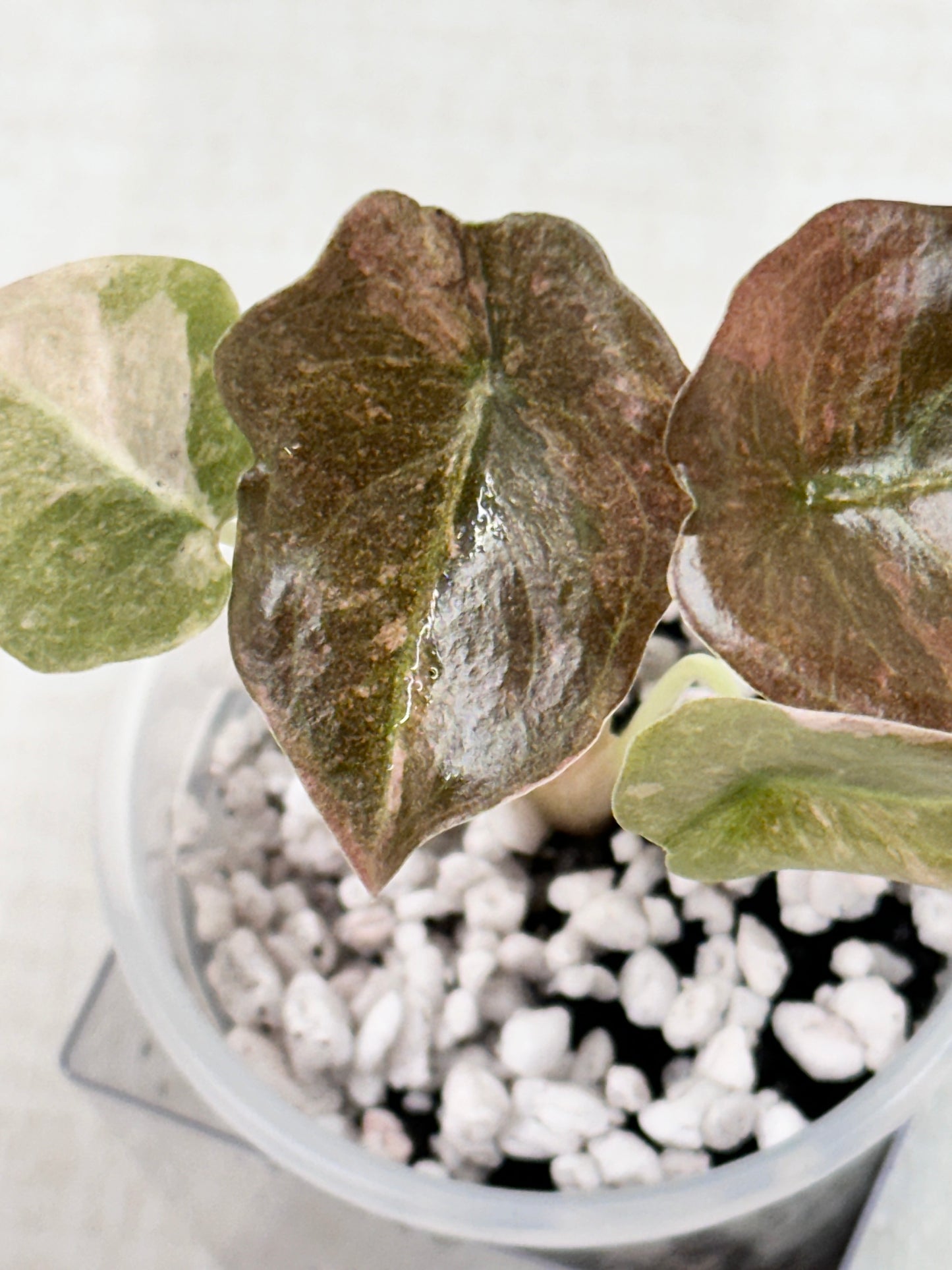 Alocasia Cuprea Variegated - Pink/Mint