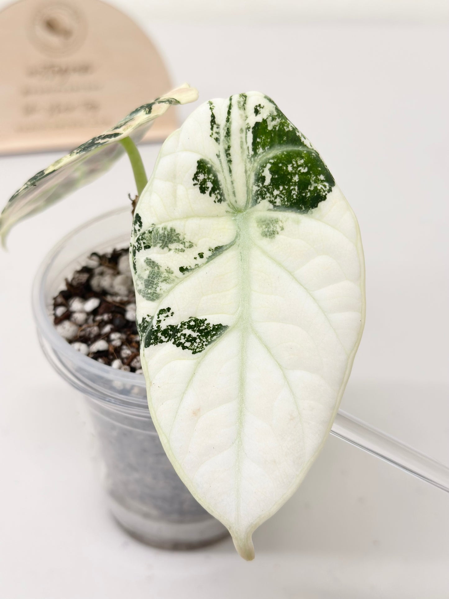 Alocasia Ninja variegated - albo *premium var*