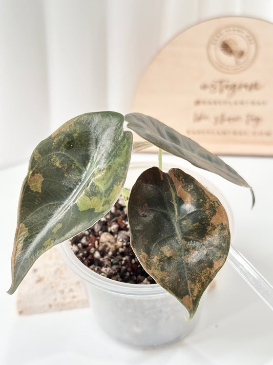 Alocasia Sedenii variegated - aurea