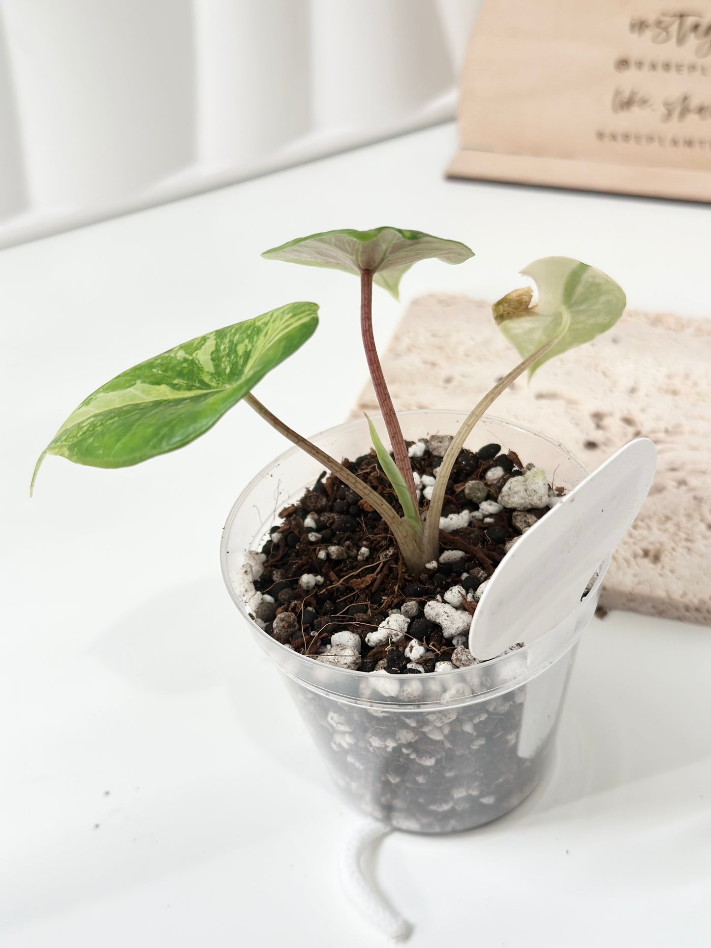Alocasia Scalprum variegated - aurea