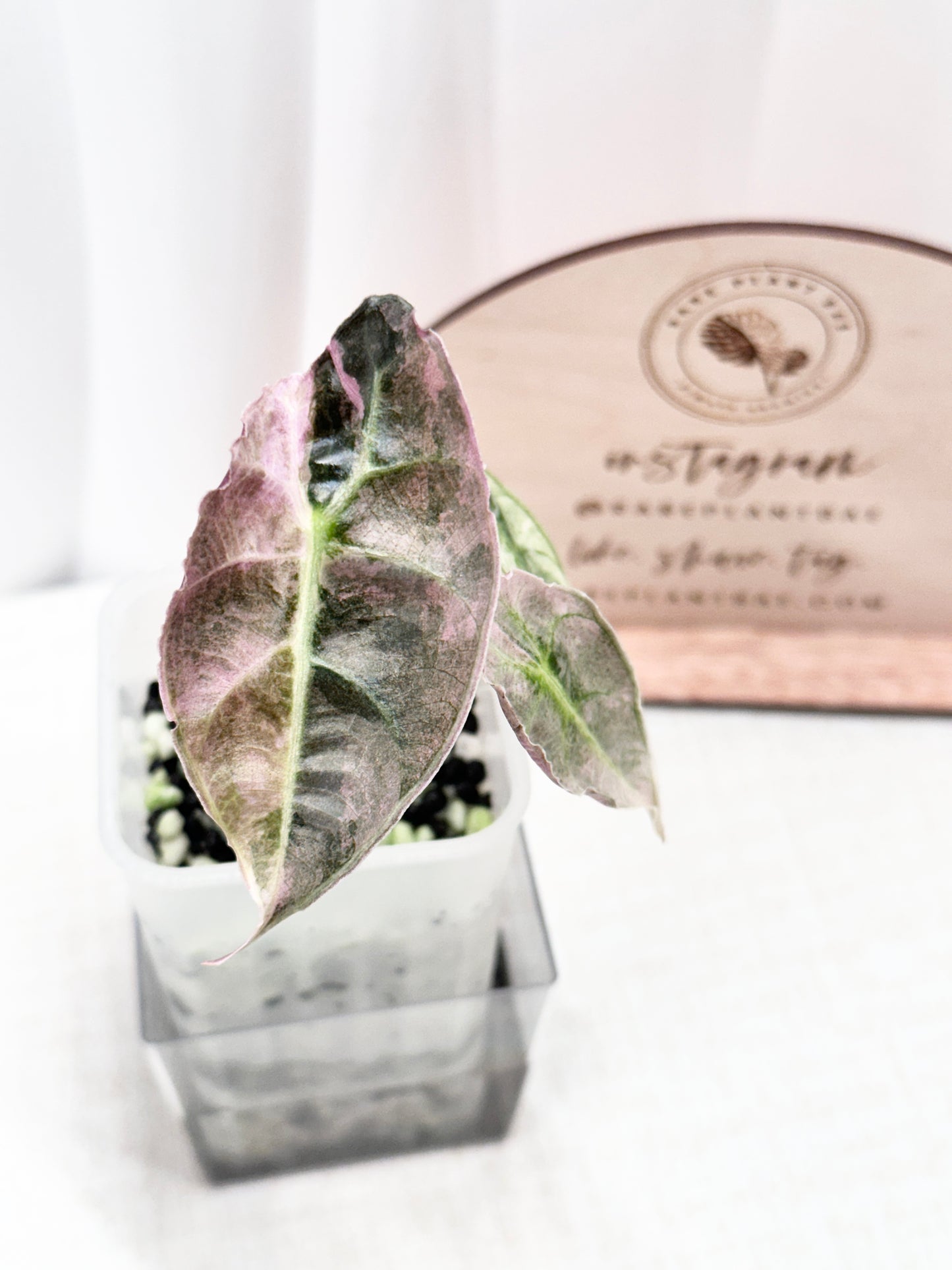 Alocasia Watsoniana Variegated Glossy - Pink/Albo