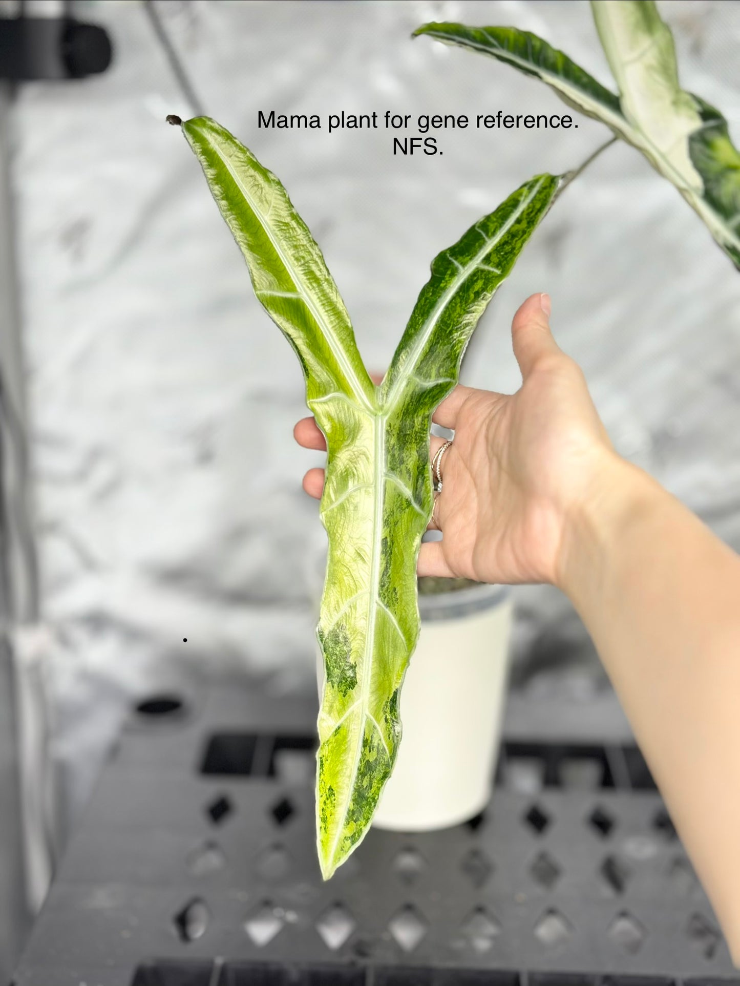🦄 Alocasia Longiloba Narrow SP "Borneo" Variegated *offshoot*
