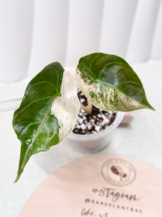 Alocasia Azlanii variegated - albo/pink