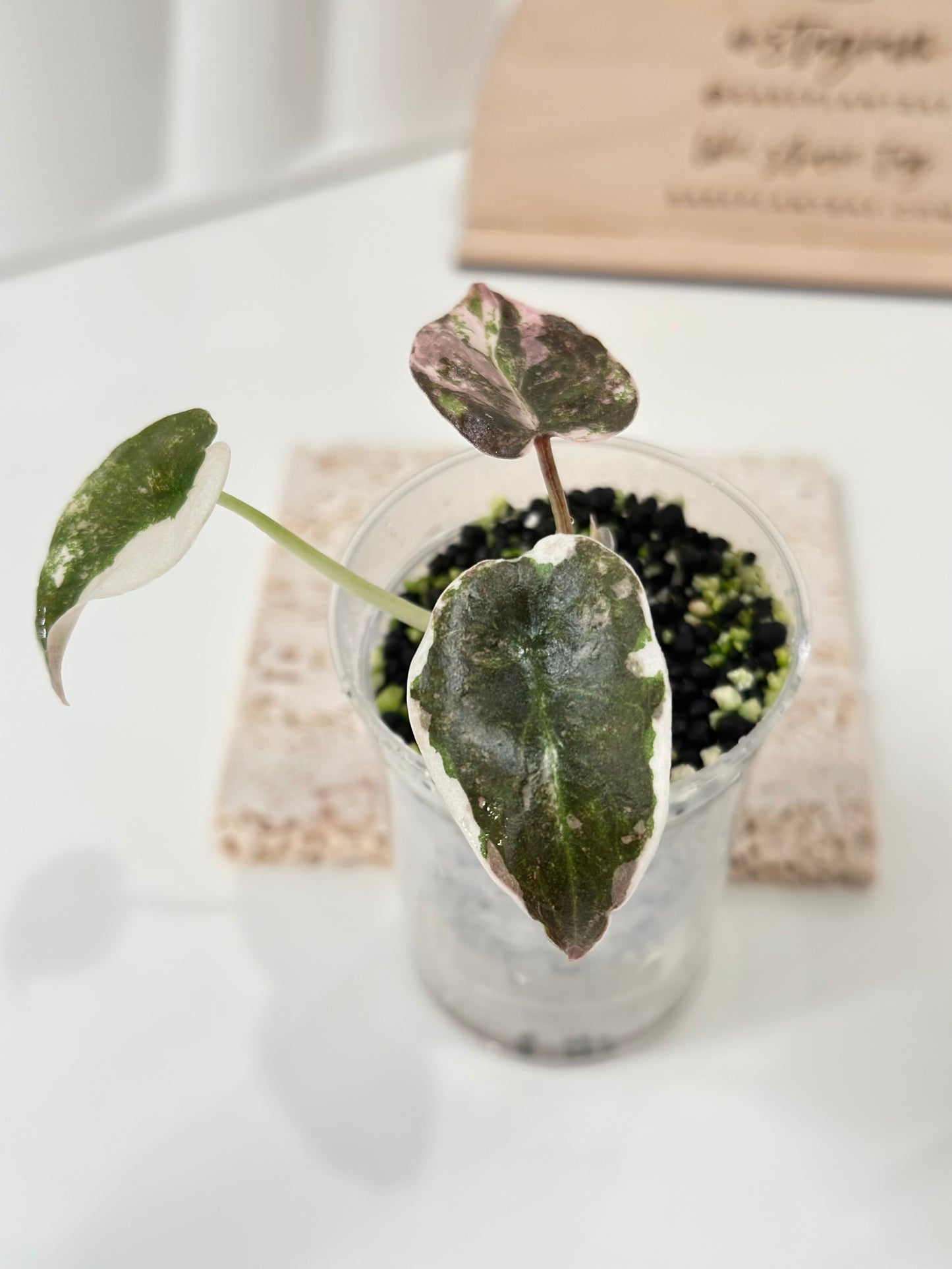 Alocasia Cuprea Variegated - pink marble