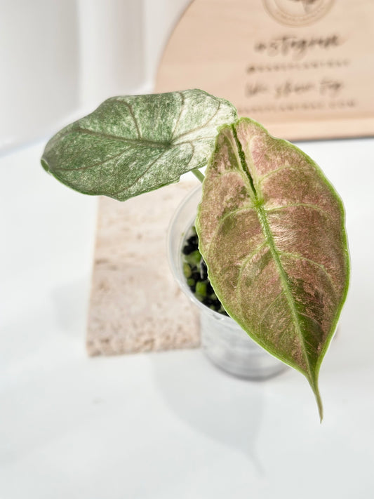 Alocasia Azlanii variegated - albo/pink