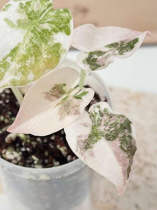 Alocasia Cuprea Variegated - pink marble (with additional offshoot)