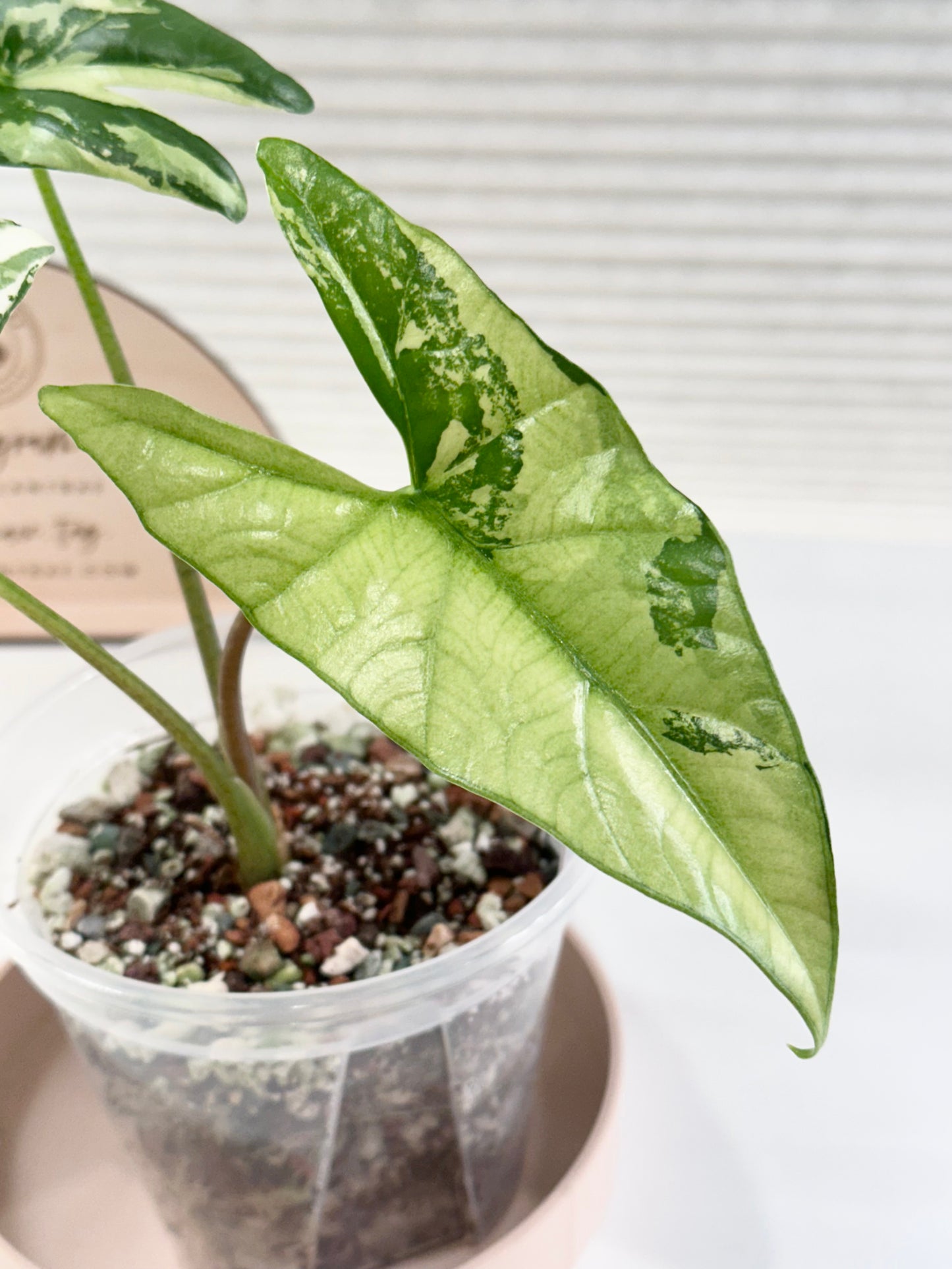 Alocasia Simpo Variegated - albo (corming size)