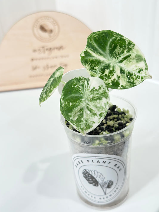 Alocasia Ninja variegated - albo
