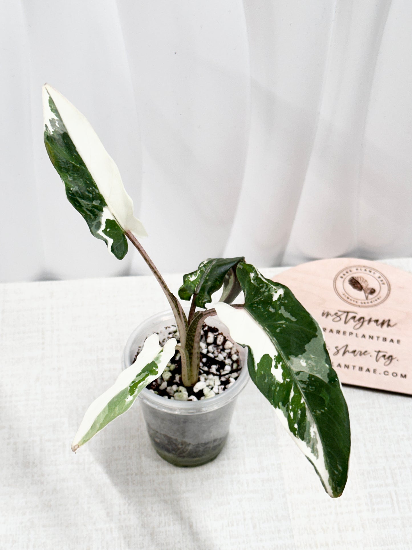 Alocasia Lauterbachiana variegated - albo