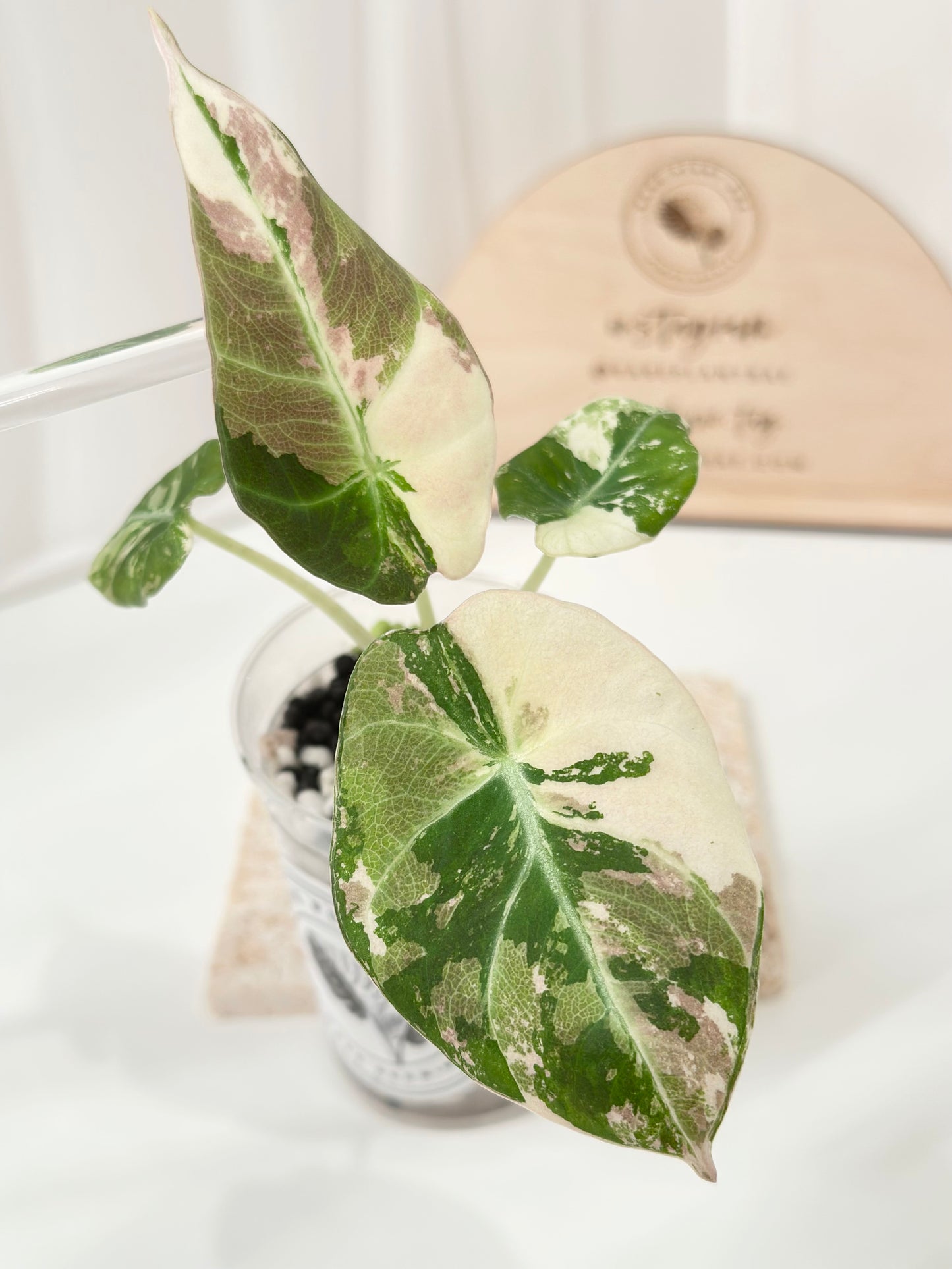 Alocasia Black Velvet Variegated - pink/albo