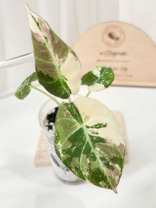 Alocasia Black Velvet Variegated - pink/albo