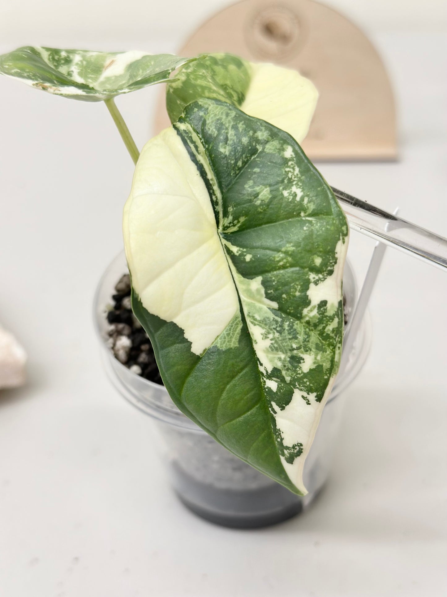 Alocasia Bisma "Platinum" variegated - albo (A3)