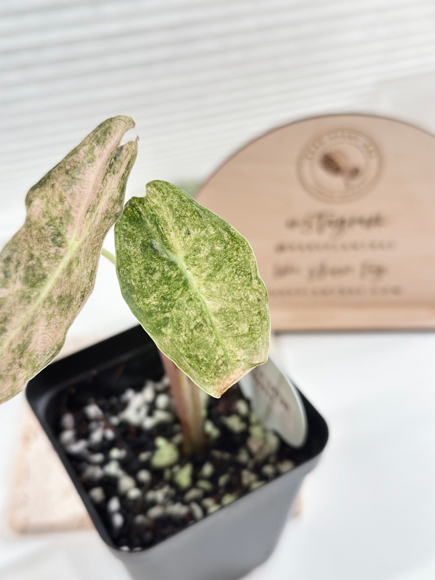 Alocasia Black Satun Variegated - Stardust