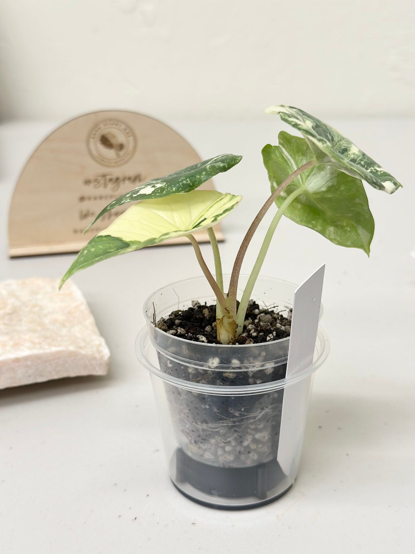 Alocasia Bisma "Platinum" variegated - albo (A2)