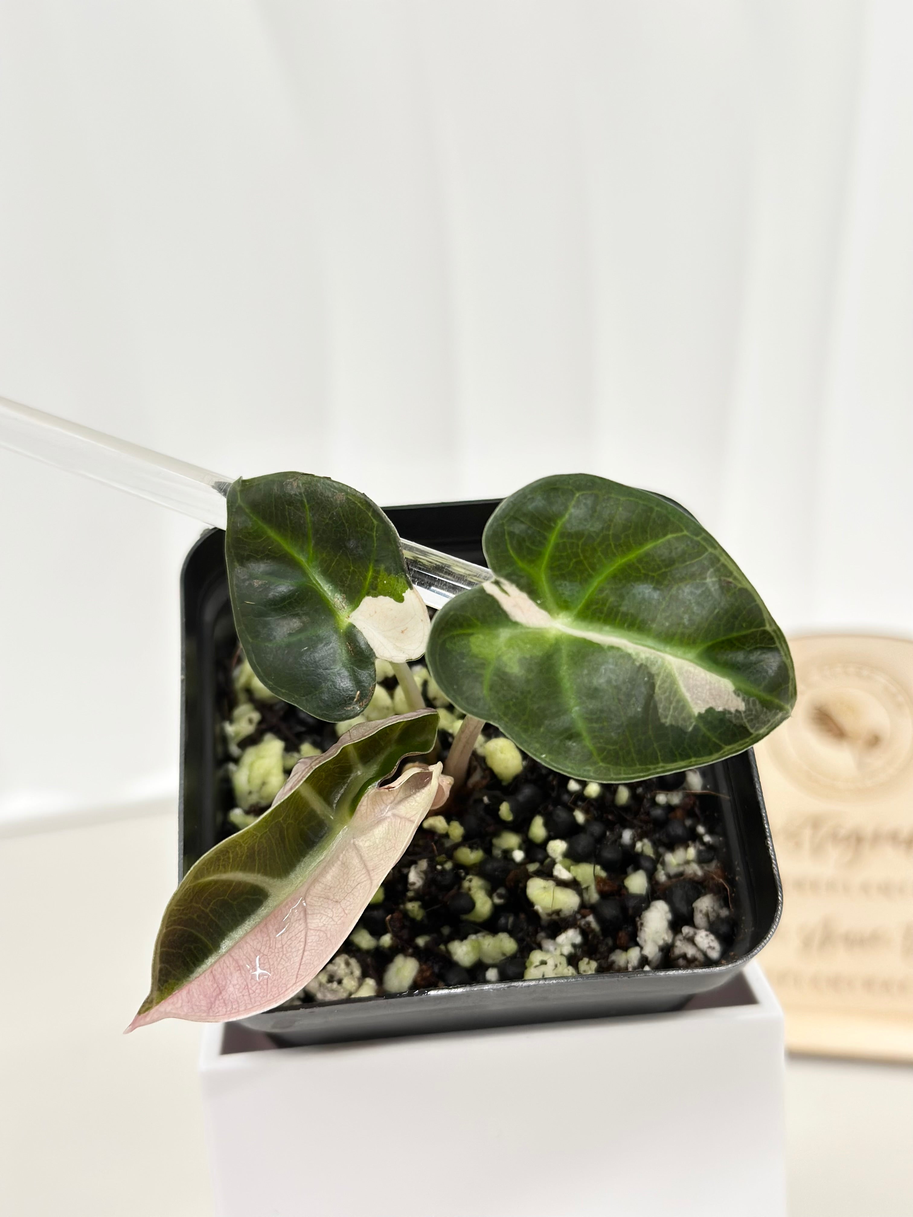 Plants – Page 2 – Rare Plant Bae