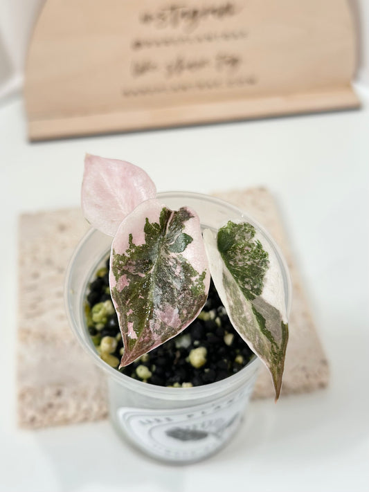 Alocasia Cuprea Variegated - pink marble