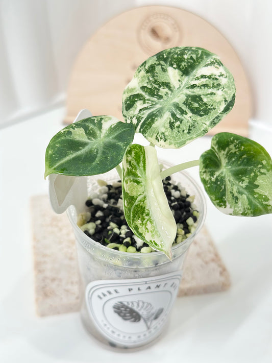 Alocasia Ninja variegated - albo