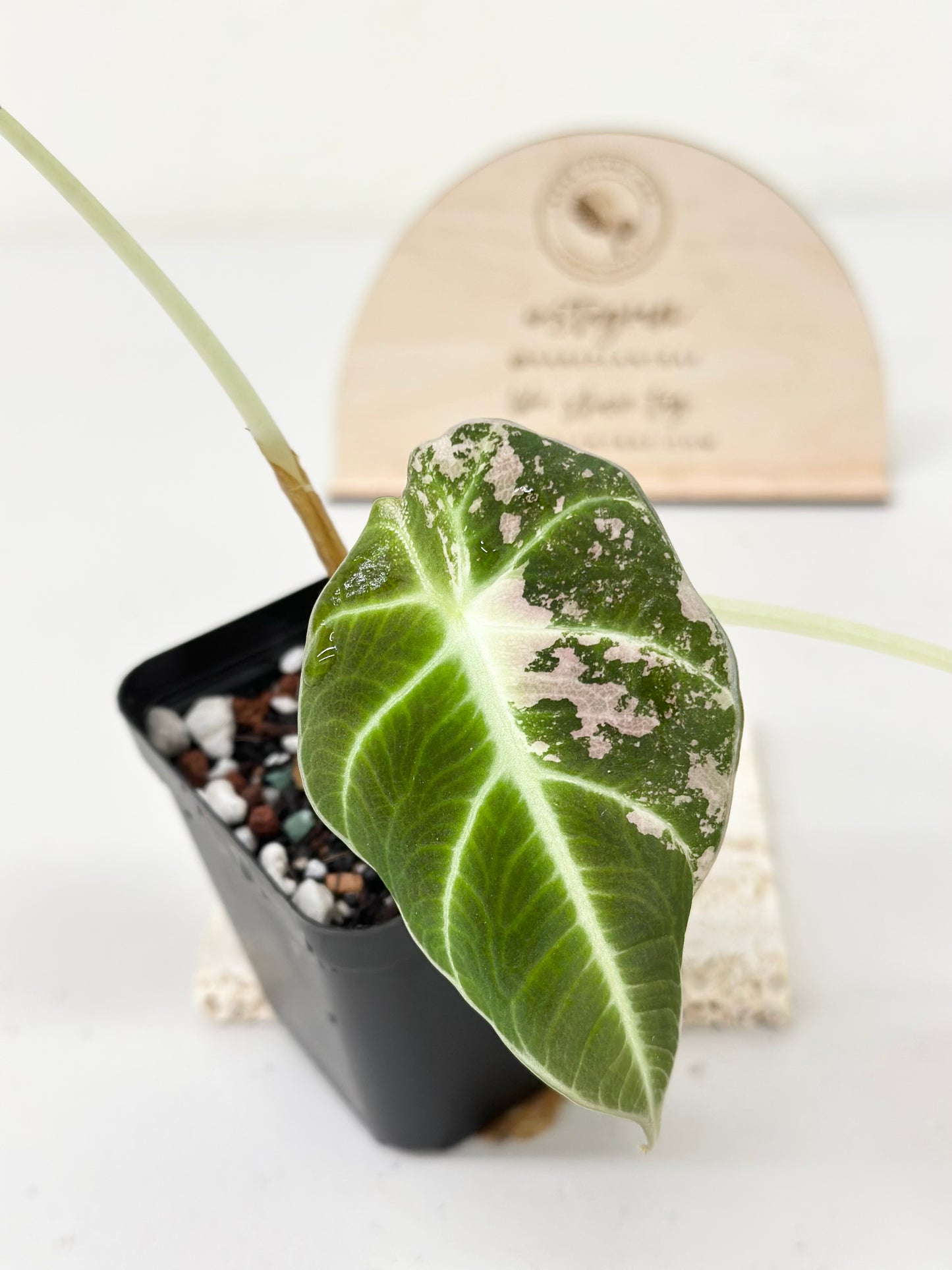 Alocasia Black Velvet Variegated - pink/albo