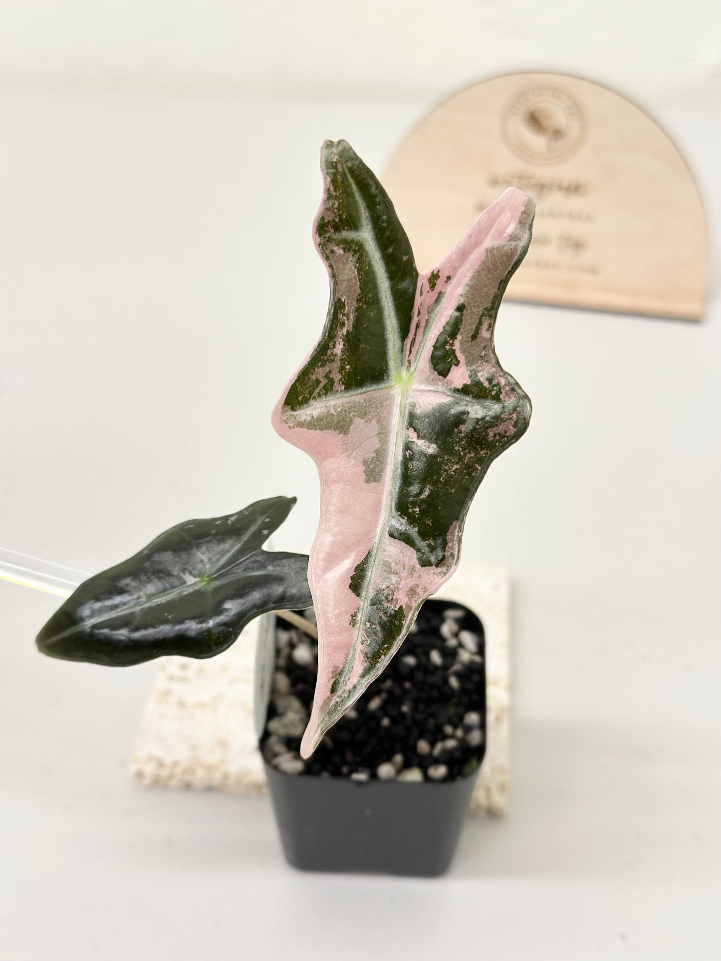 Alocasia Sanderiana "Nobilis K" Variegated - pink