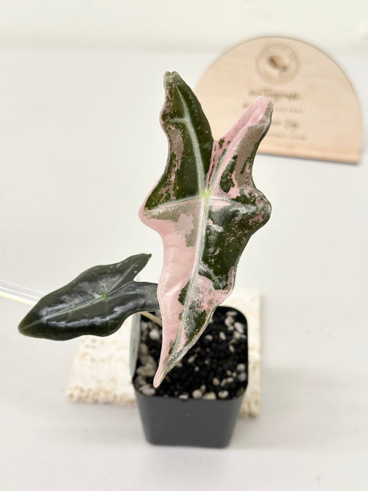 Alocasia Sanderiana "Nobilis K" Variegated - pink