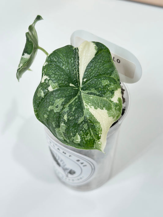 Alocasia Melo variegated - albo