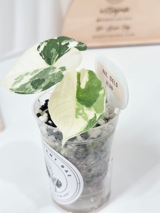 Alocasia Melo variegated - albo