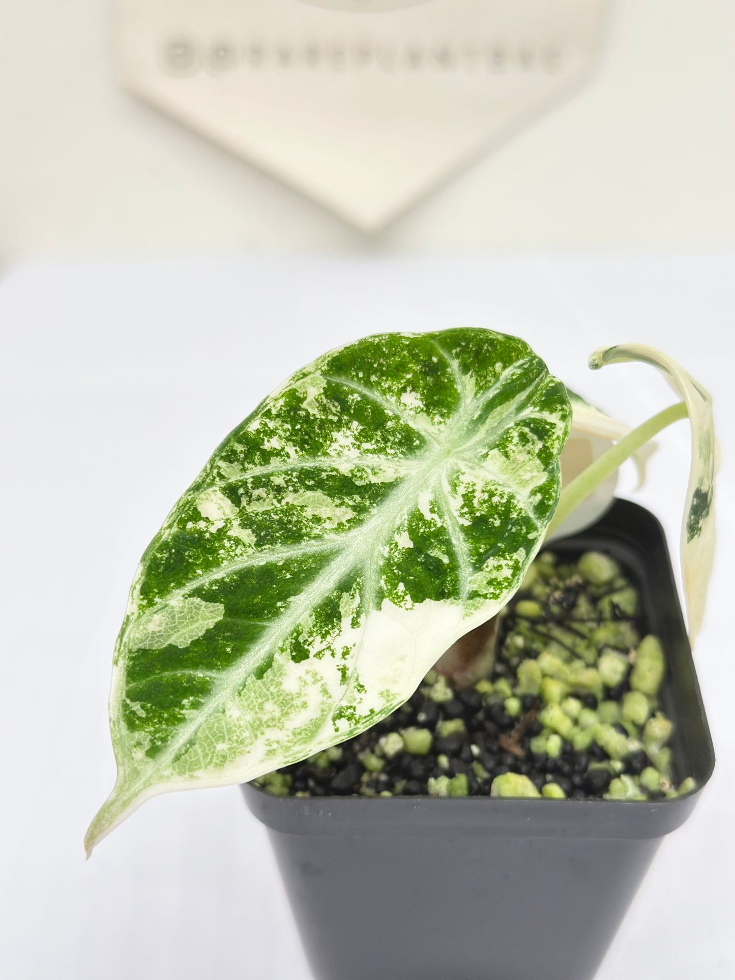 Alocasia Ninja variegated - albo