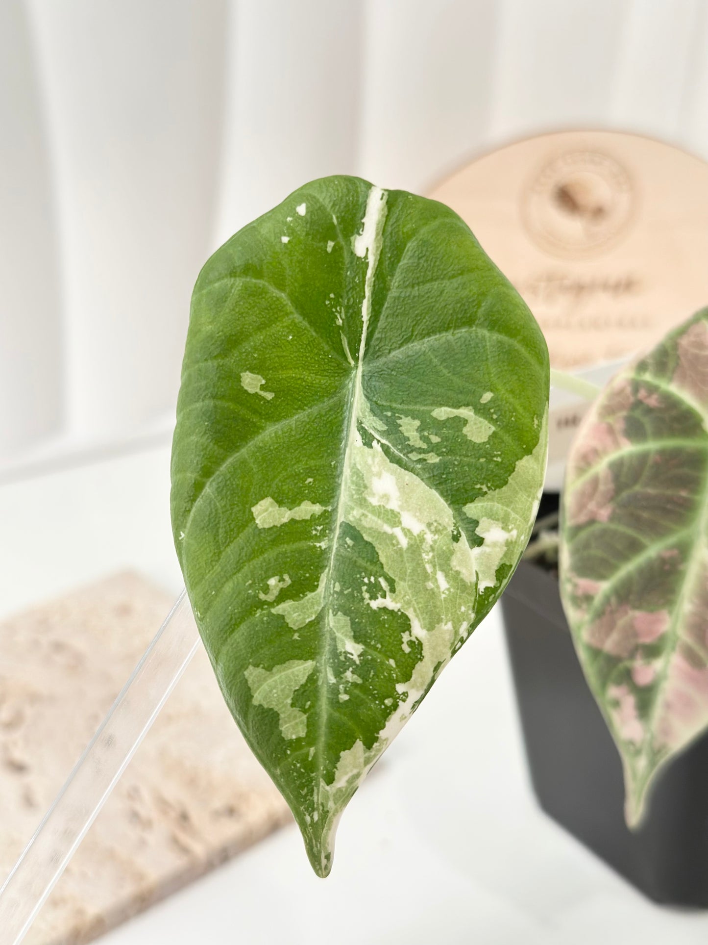 Alocasia Maharani variegated - albo