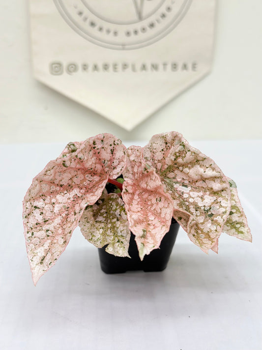 Begonia "Snow Capped" variegated