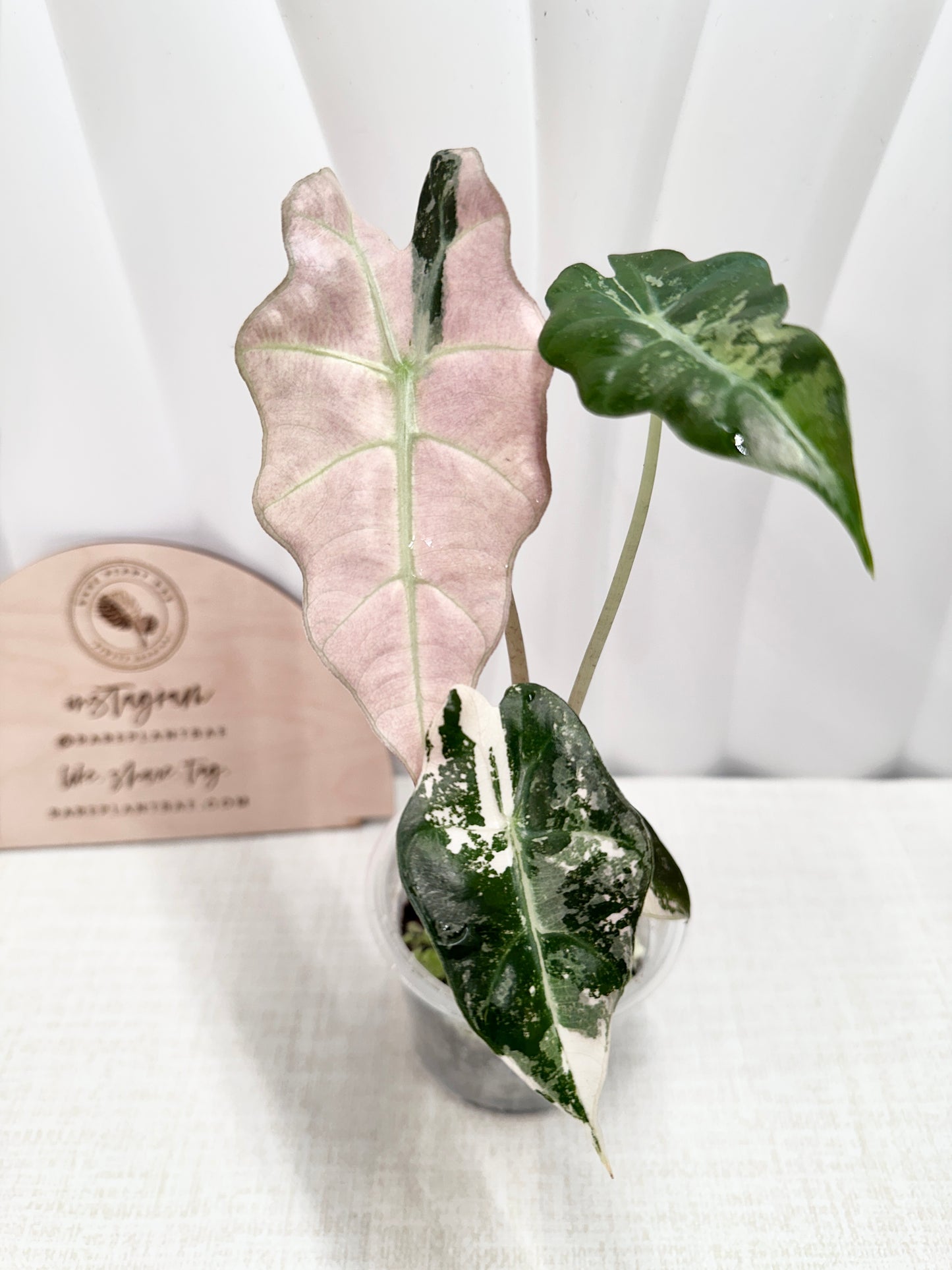 Alocasia Polly variegated - Pink