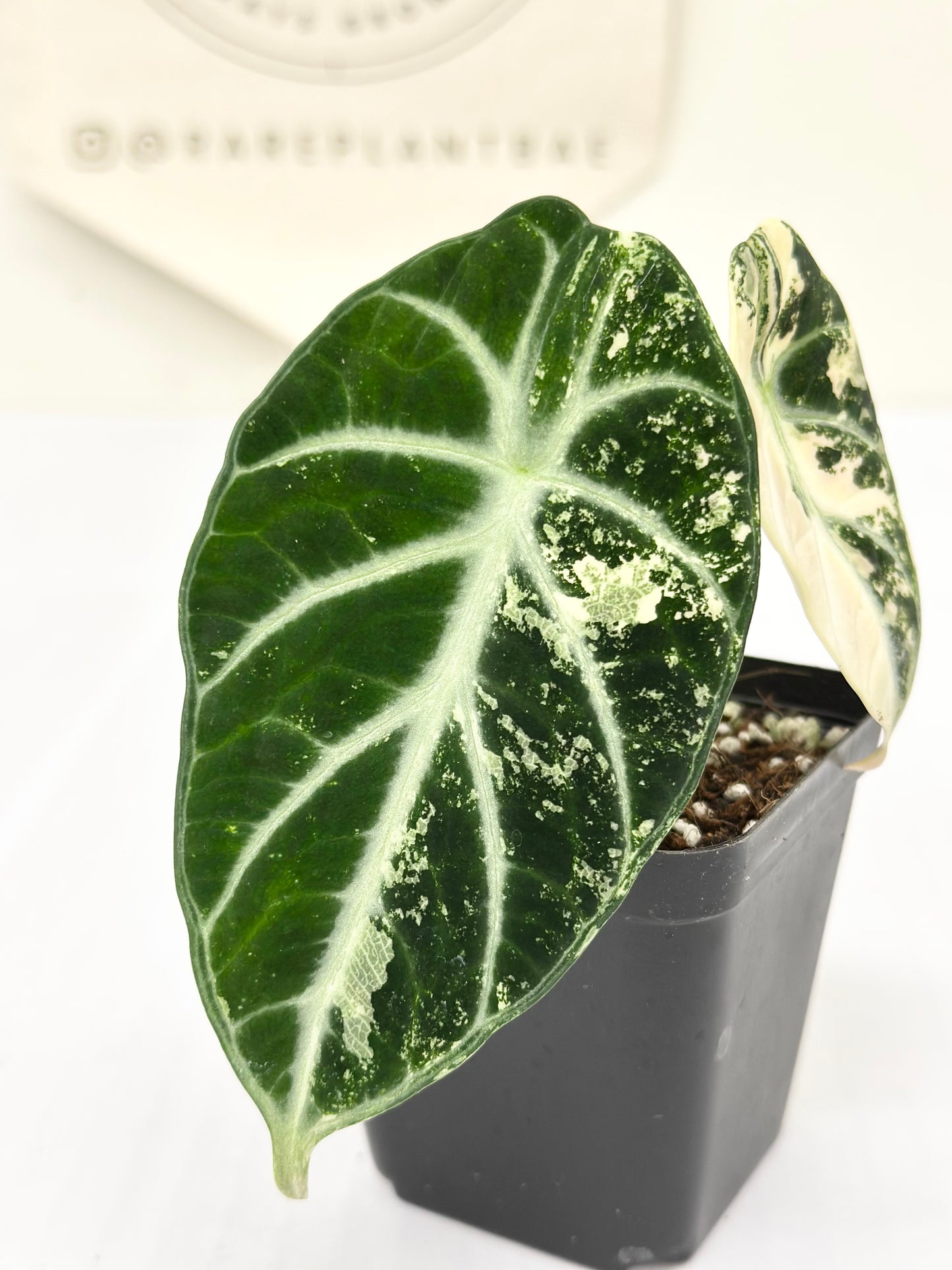 Alocasia Ninja variegated - albo
