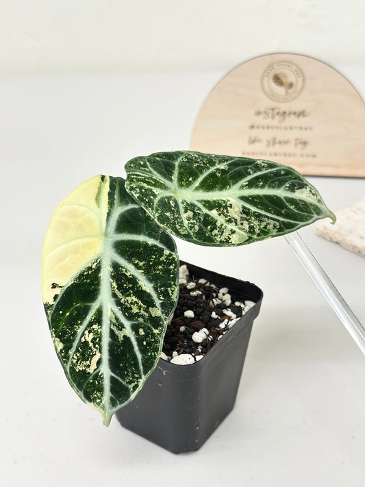 Alocasia Ninja variegated - albo