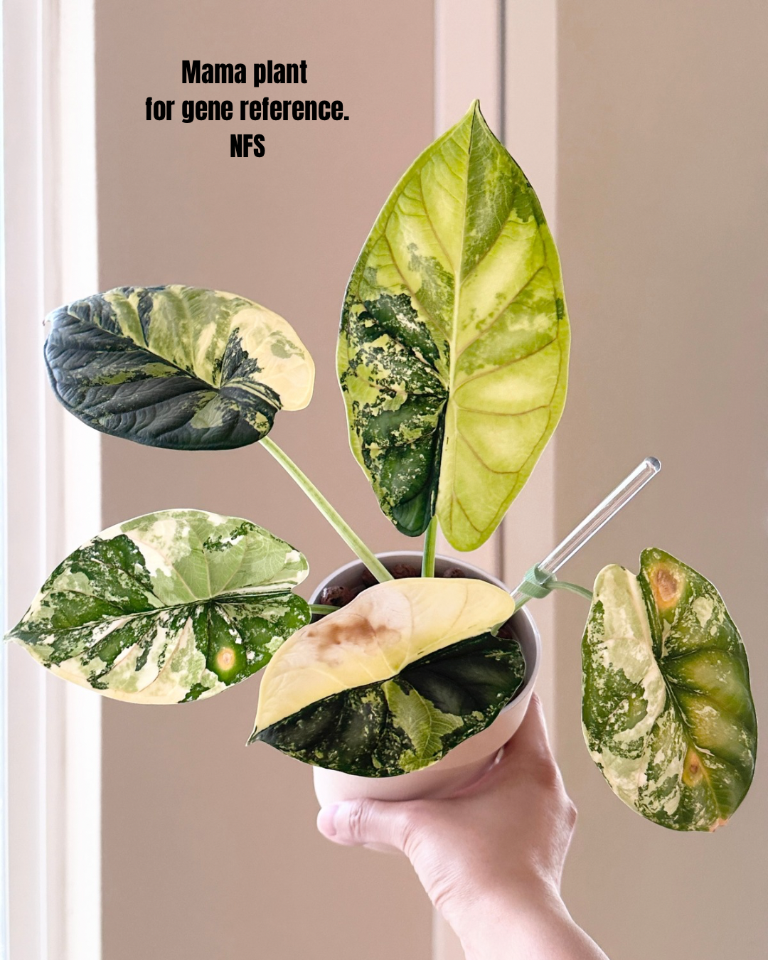 Alocasia Dragon Scale Variegated - aurea (stem grown)