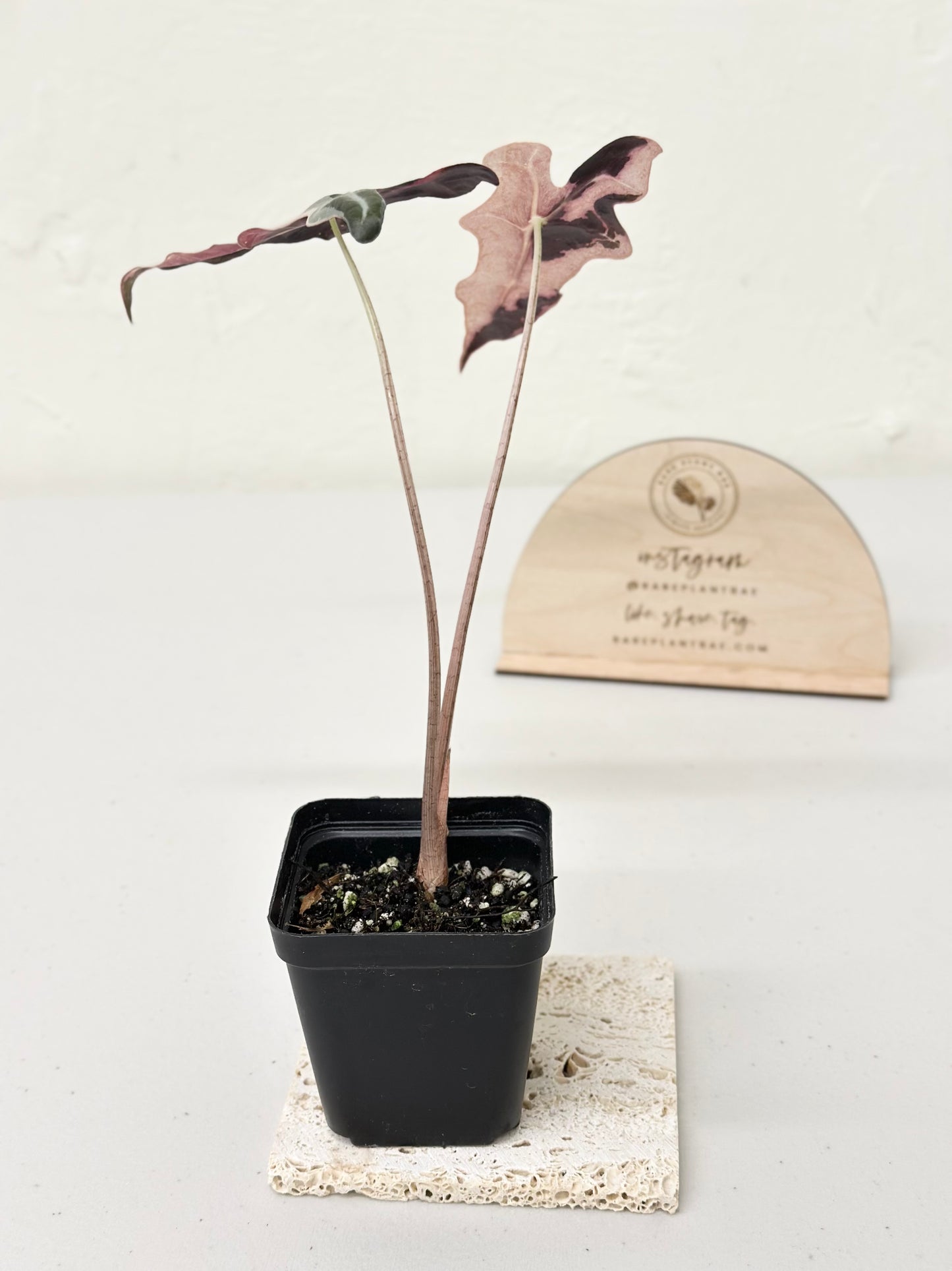 Alocasia Sanderiana "Nobilis K" Variegated - pink (stem grown)