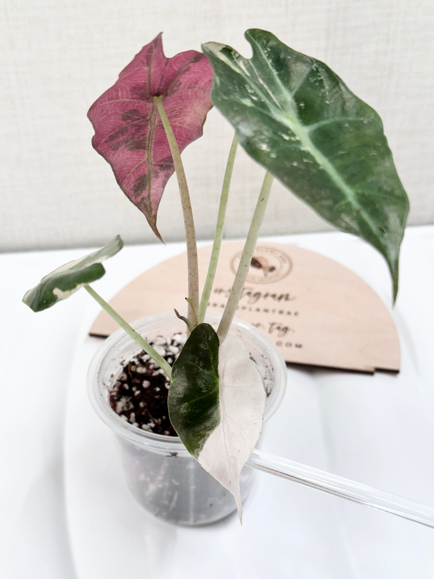 Alocasia Polly variegated - Pink