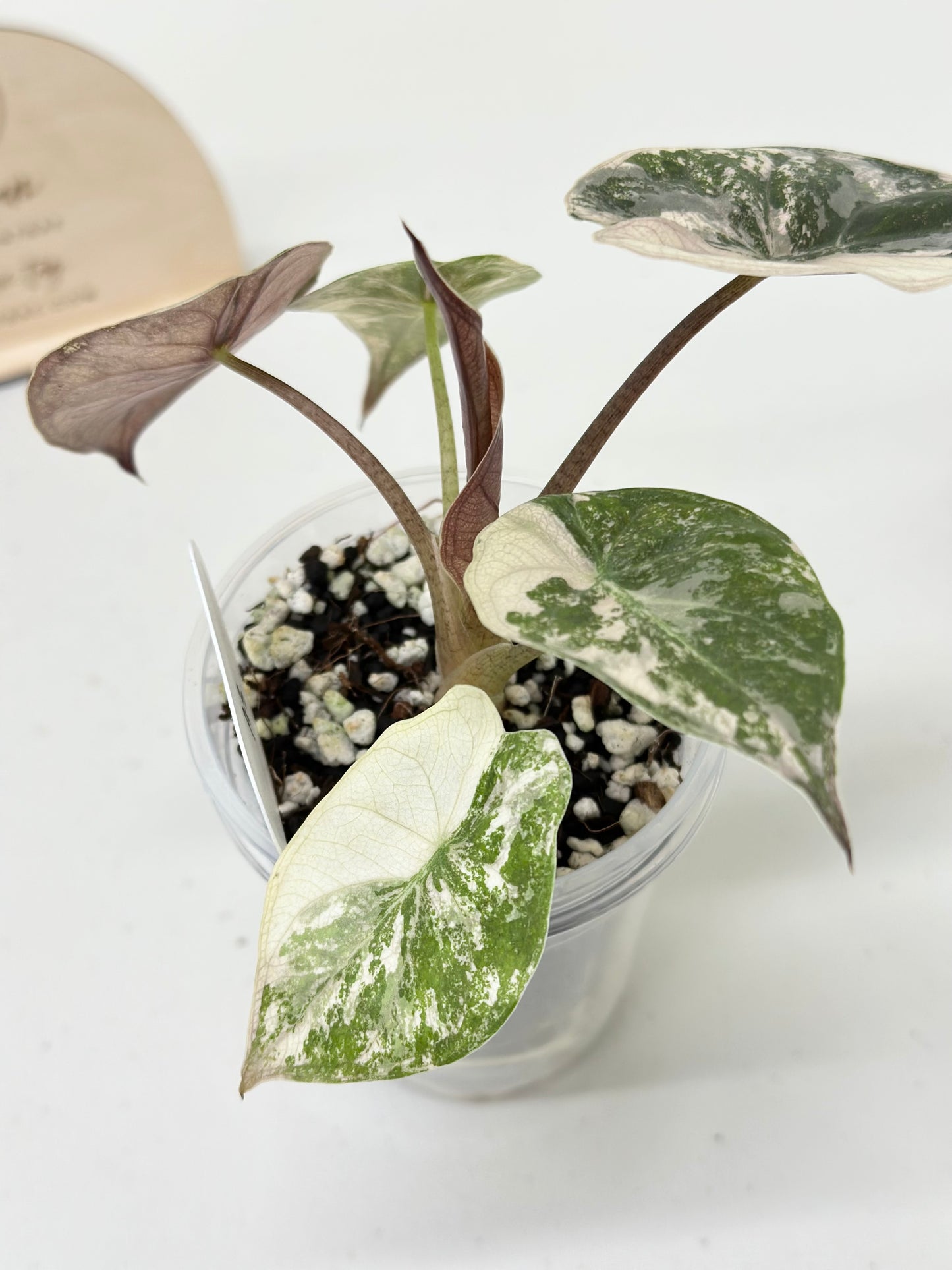 Alocasia Wentii variegated - pink/ albo (A3)