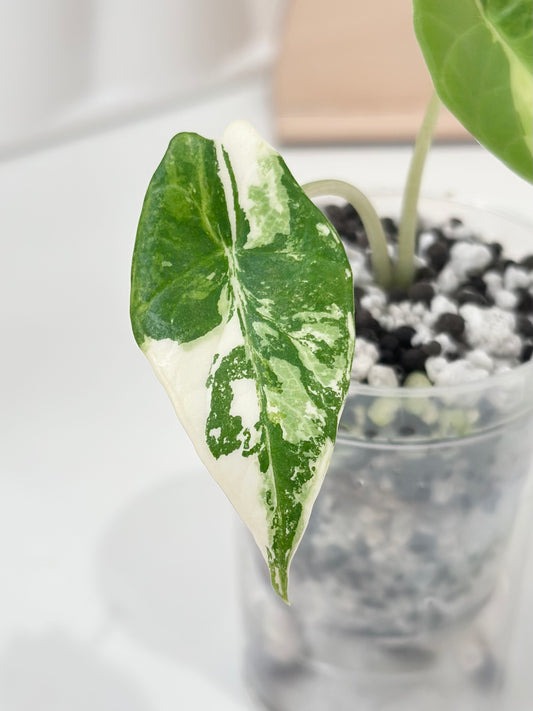 Alocasia Scalprum variegated - aurea