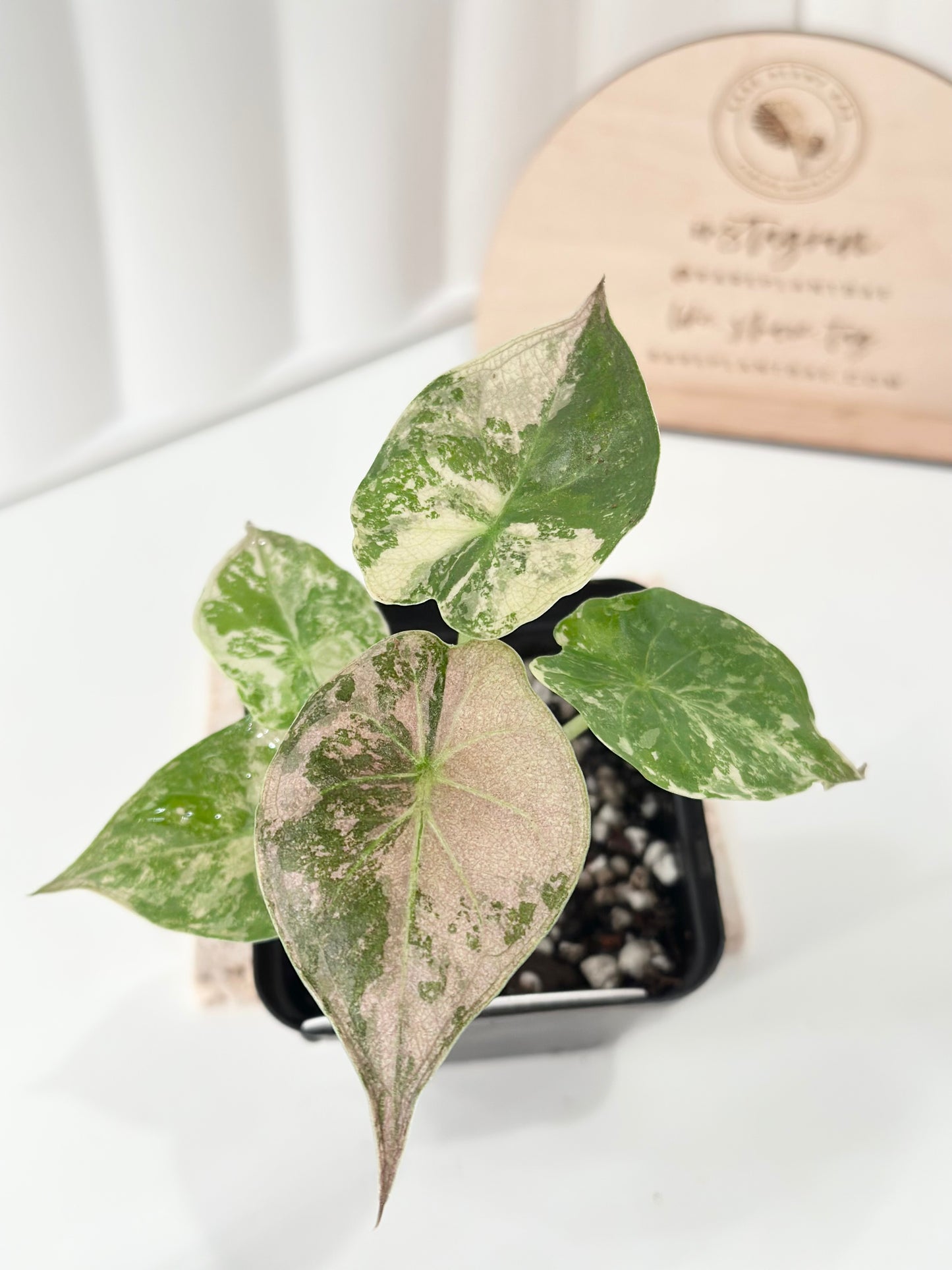 Alocasia Wentii variegated - pink/ albo (A1)