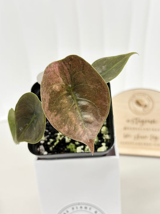 Alocasia Cuprea Variegated - pink/mint