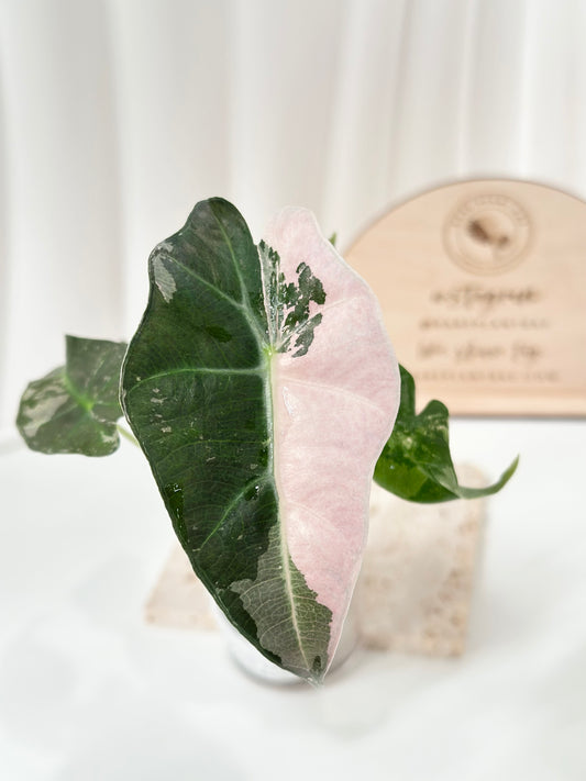 Alocasia Polly variegated - Pink