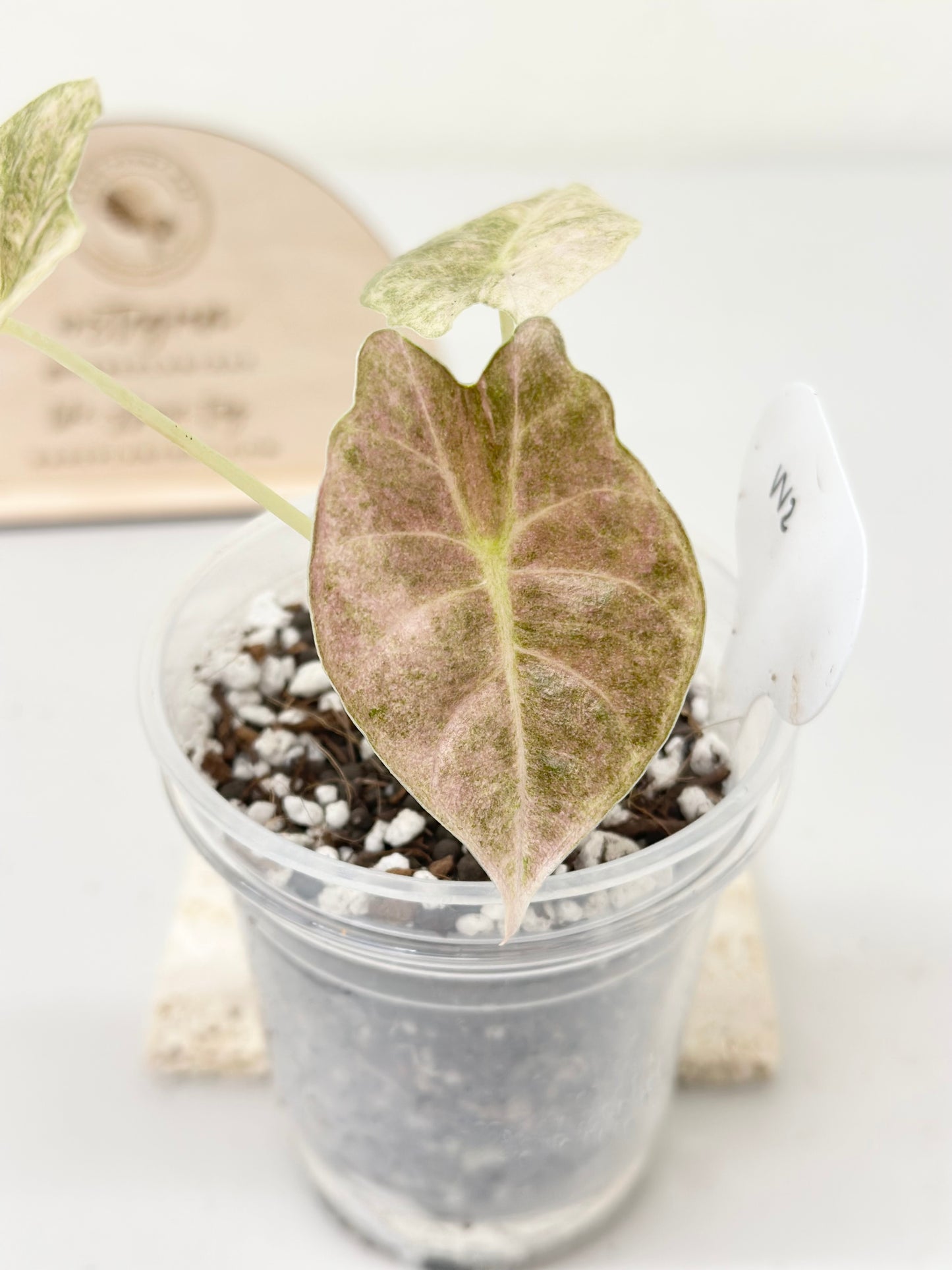 Alocasia Golden Bone variegated - pink mint (W2)