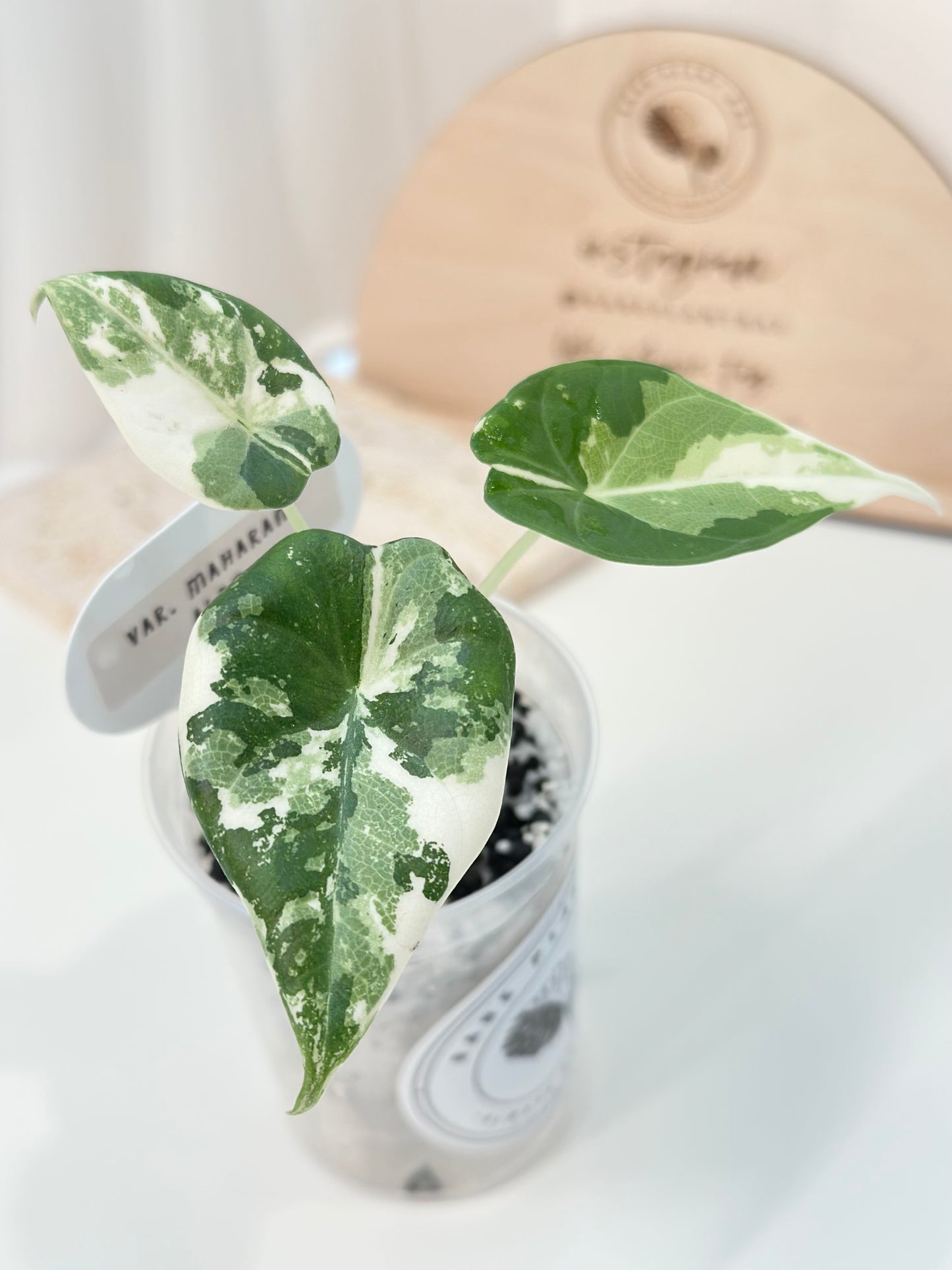 Alocasia Maharani variegated - albo