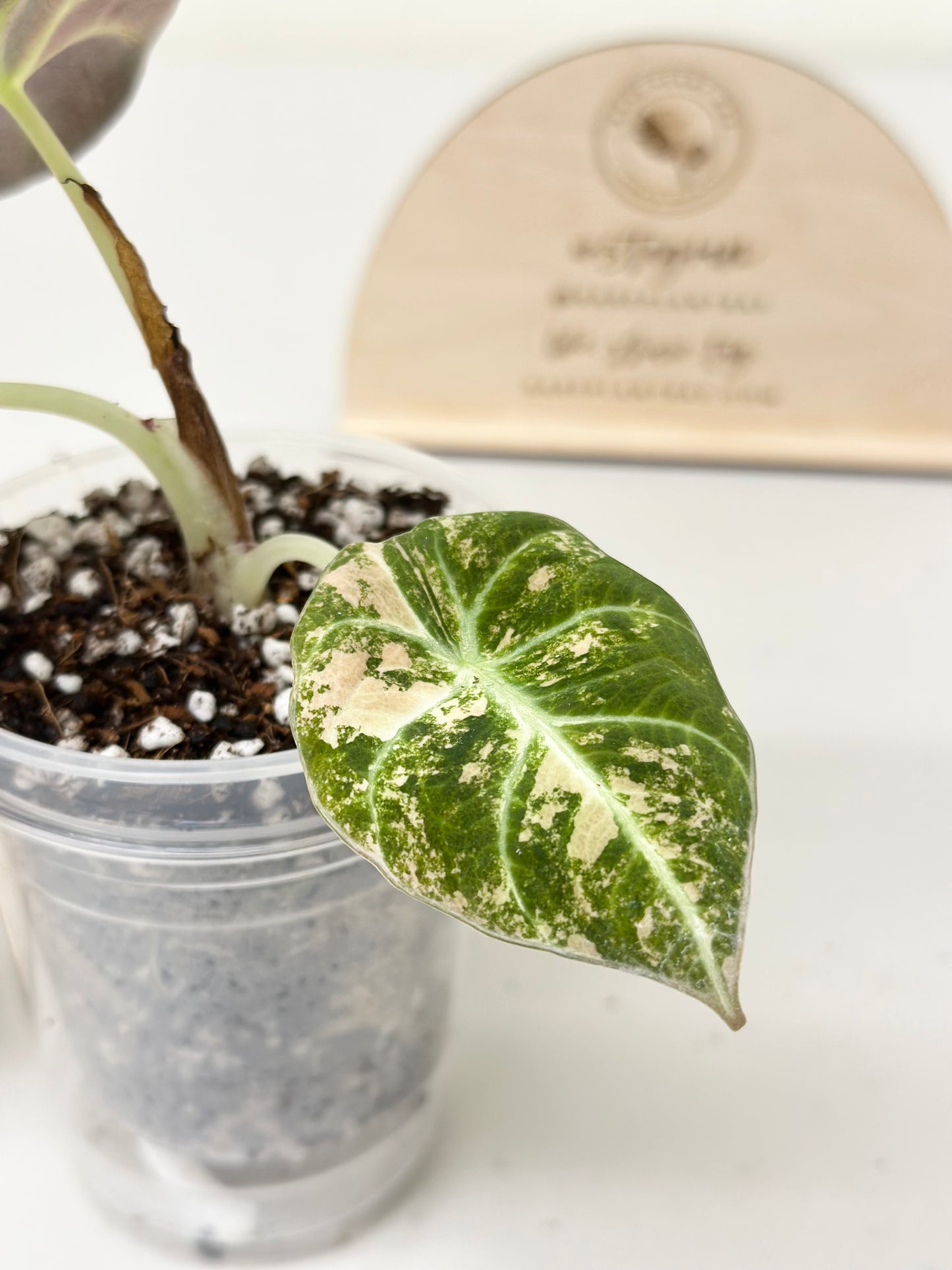 Alocasia Black Velvet Variegated - aurea