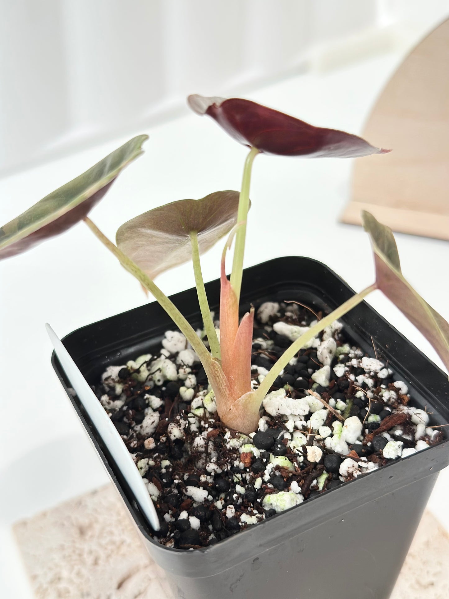 Alocasia Cuprea variegated - "gold latte"/ aurea
