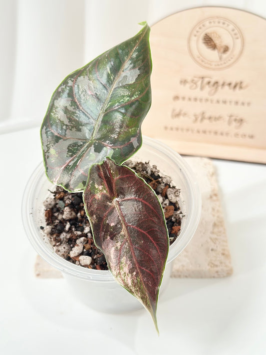 Alocasia Azlanii variegated - albo/pink