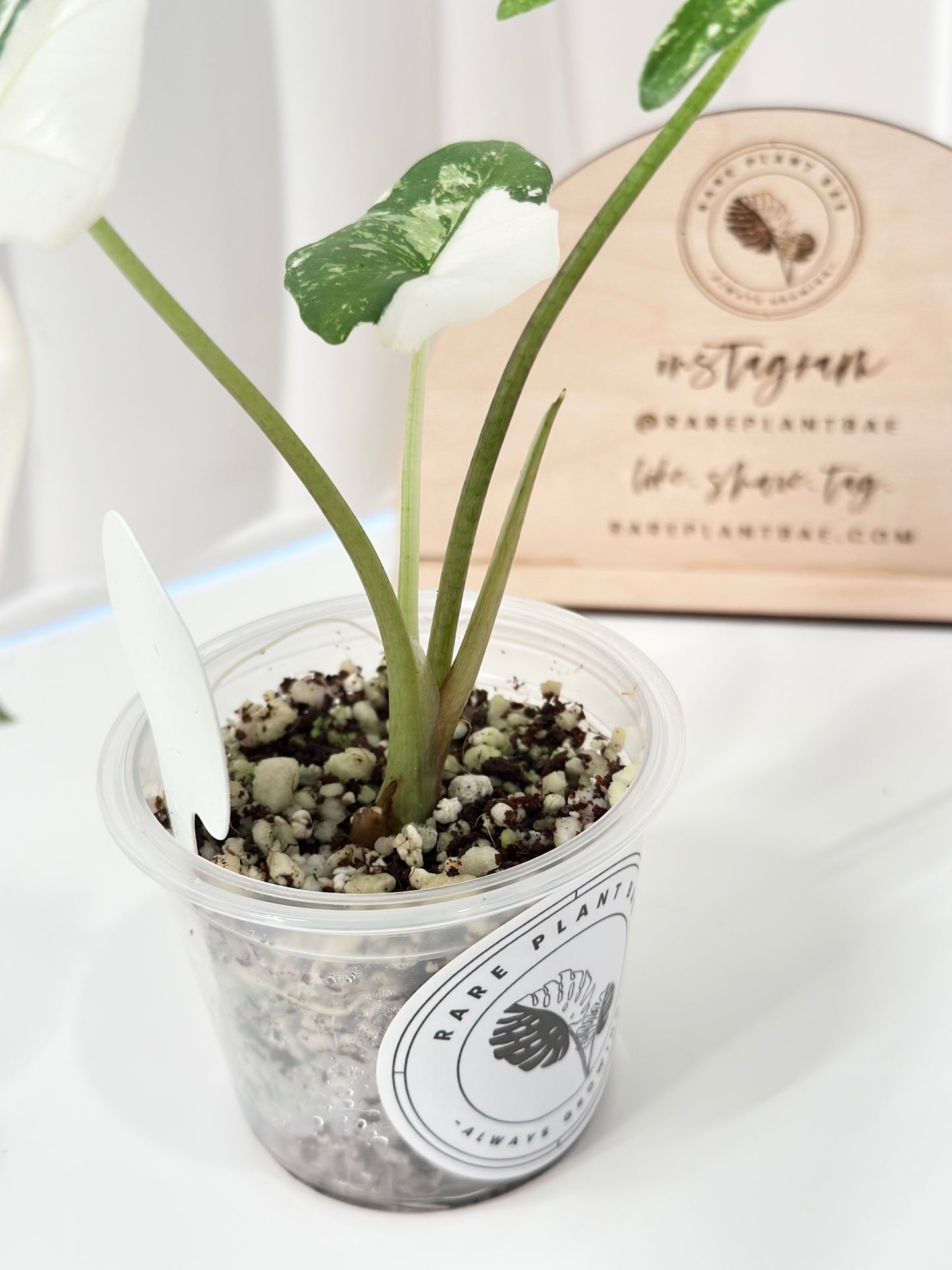 Alocasia Simpo Variegated - albo