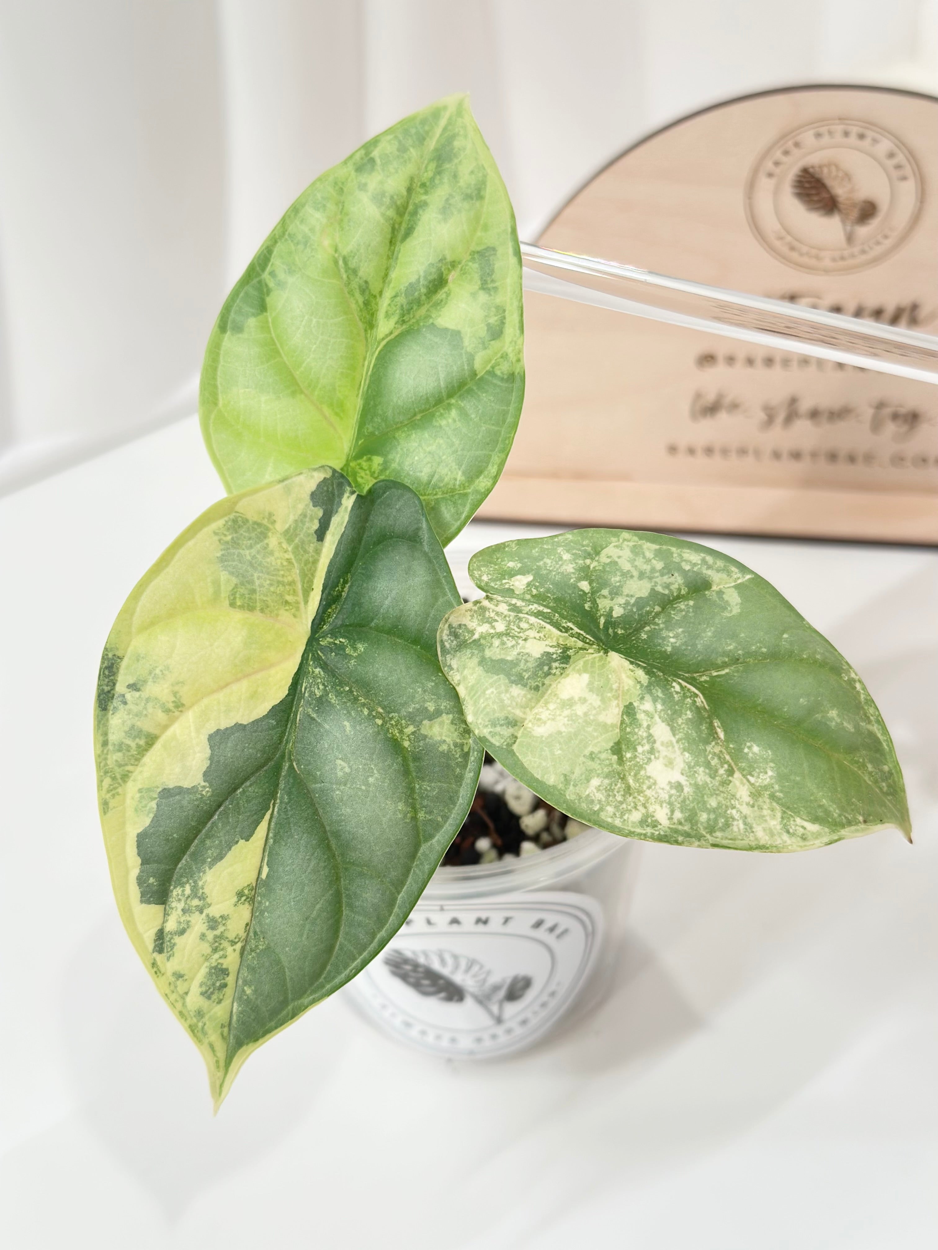 Alocasia Silver Dragon Aurea Variegata Extraordinary RB2 - Ø