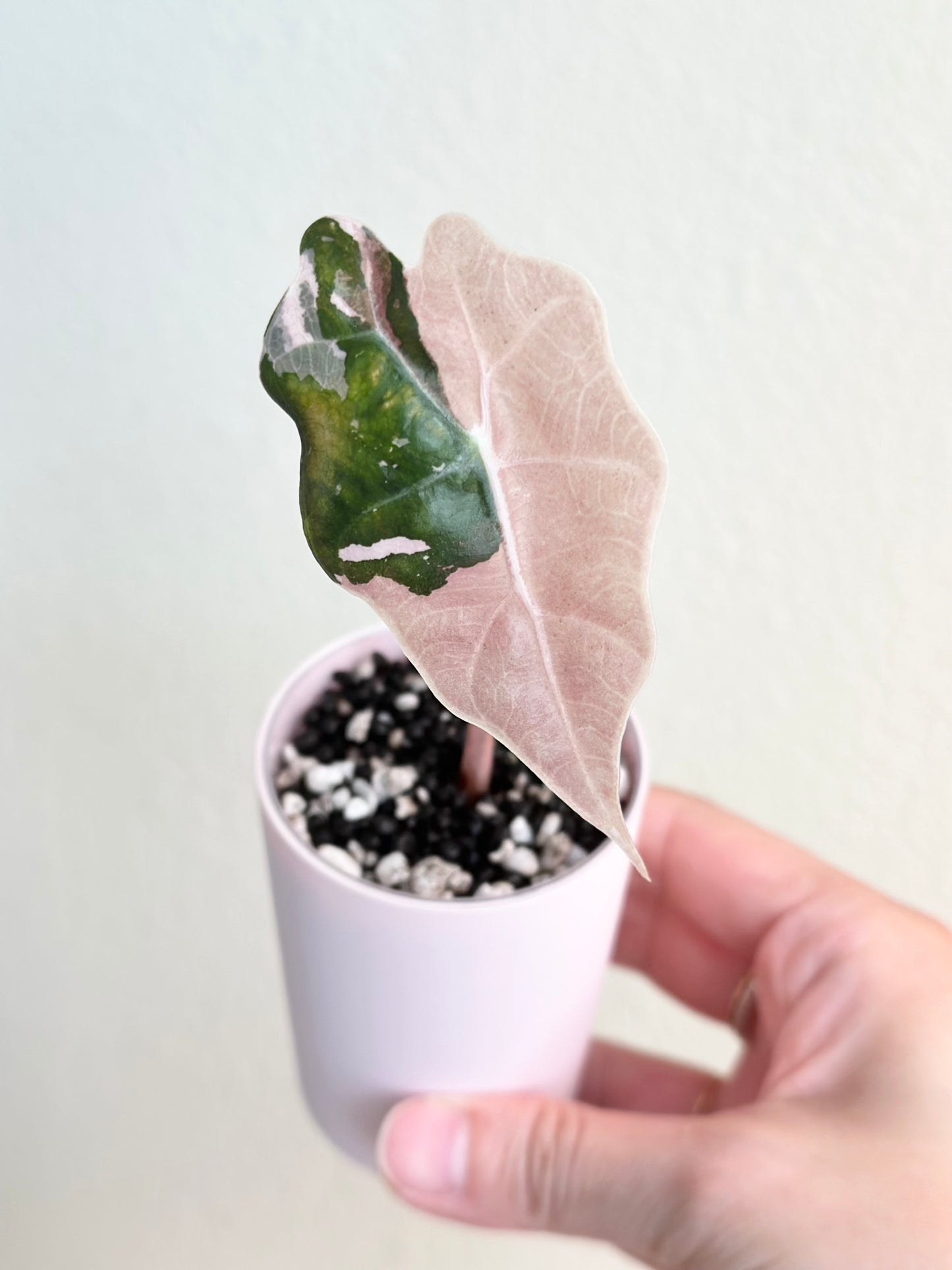 Alocasia Amazonica variegated - pink/albo (true US version)