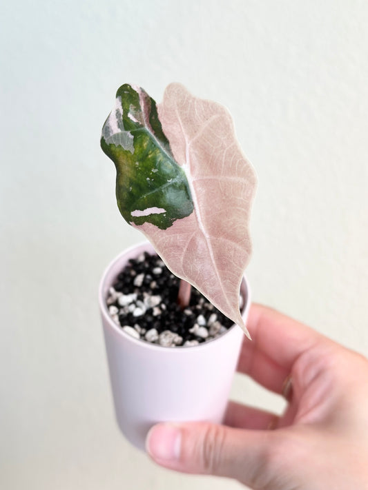 Alocasia Amazonica variegated - pink/albo (true US version)